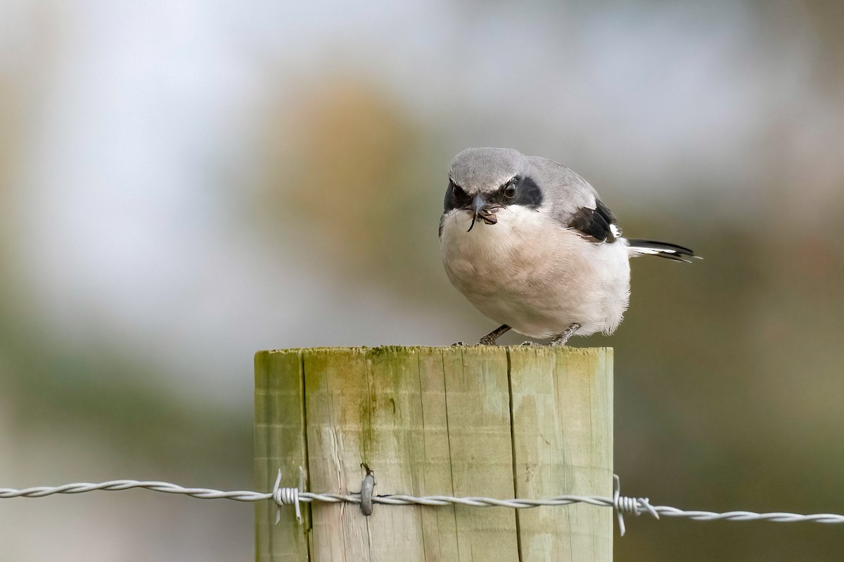 Northern Shrike - ML644432160