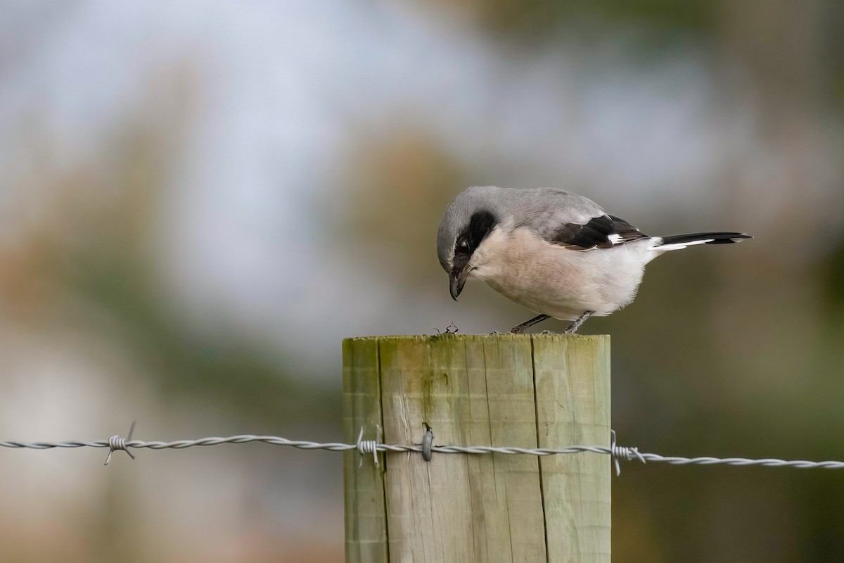 Northern Shrike - ML644432161