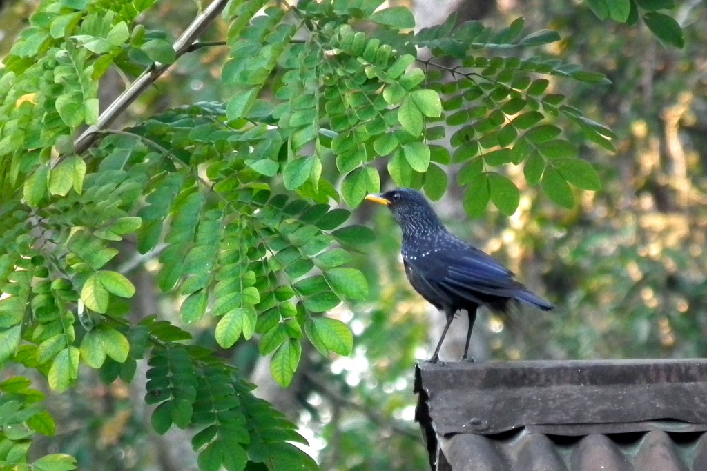 Нил исгэрээ хөөндэй - ML644432163