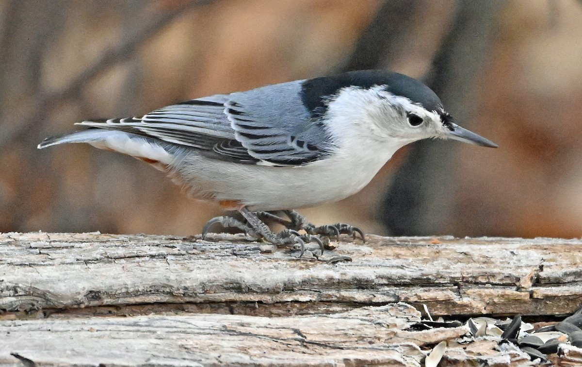 White-breasted Nuthatch - ML644432177