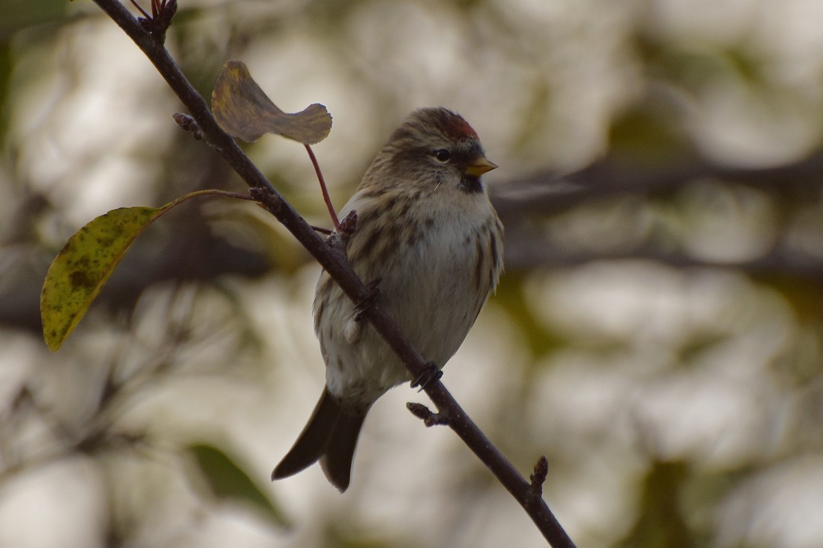 תפוחית שחורת-סנטר - ML644432205
