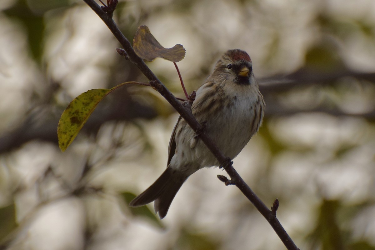 תפוחית שחורת-סנטר - ML644432206