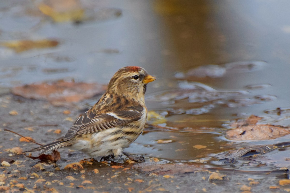 תפוחית שחורת-סנטר - ML644432207