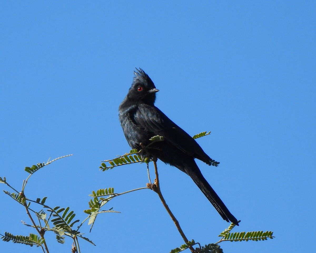 Phénopèple luisant - ML644432212