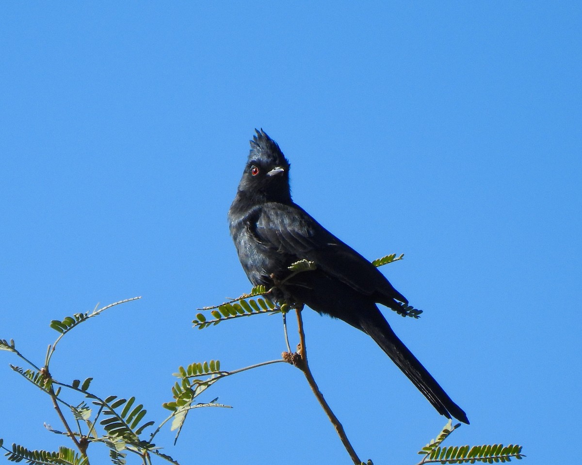 Phénopèple luisant - ML644432217