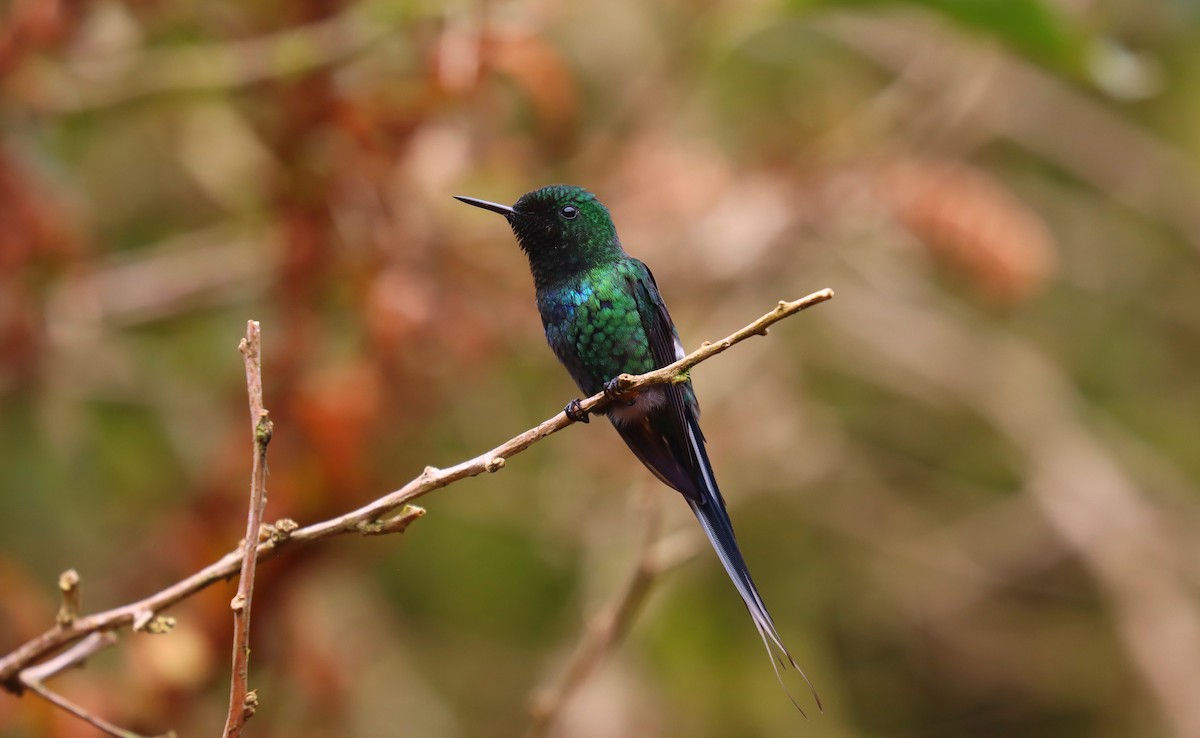 Yeşil Telkuyruk - ML644432218