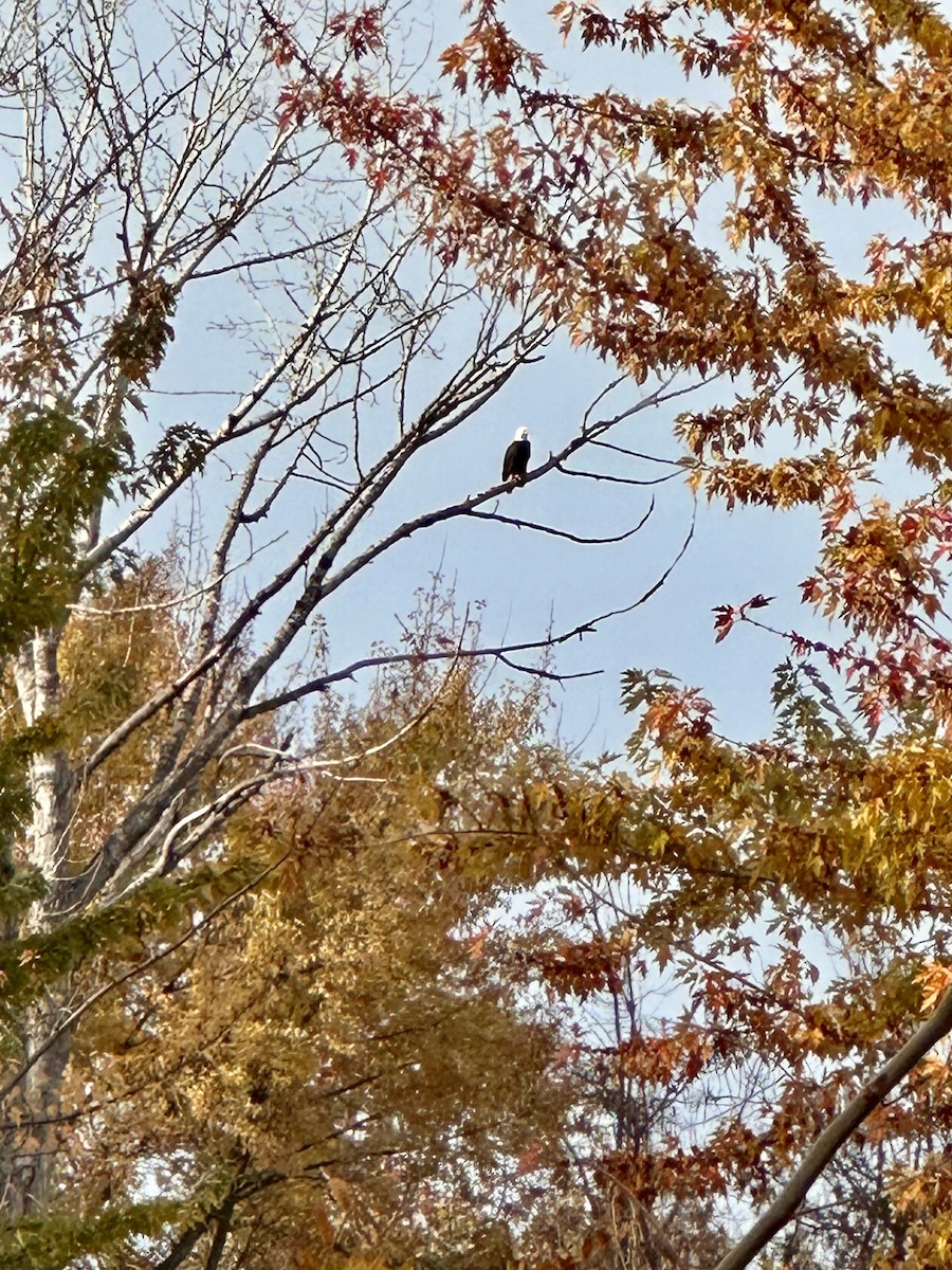 Bald Eagle - ML644432219