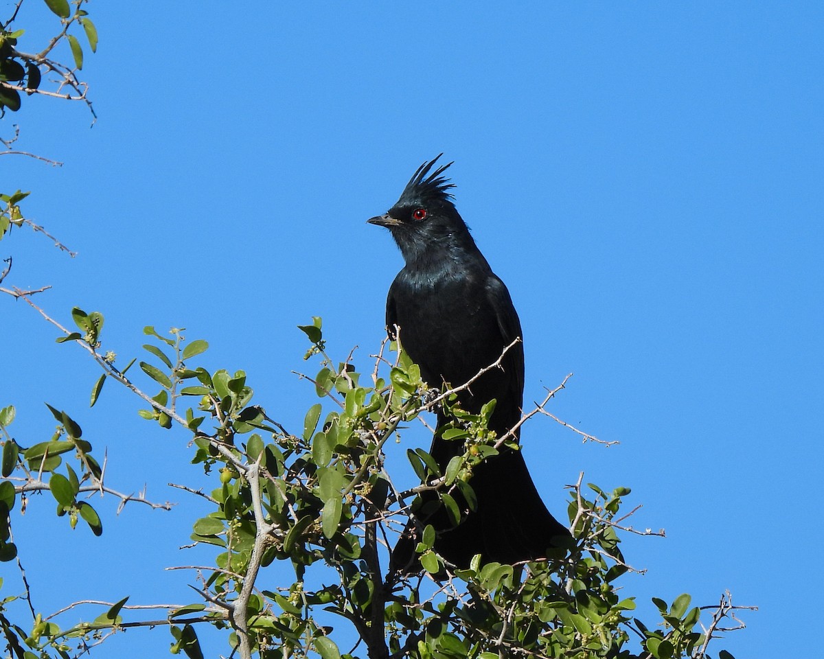 Phénopèple luisant - ML644432221