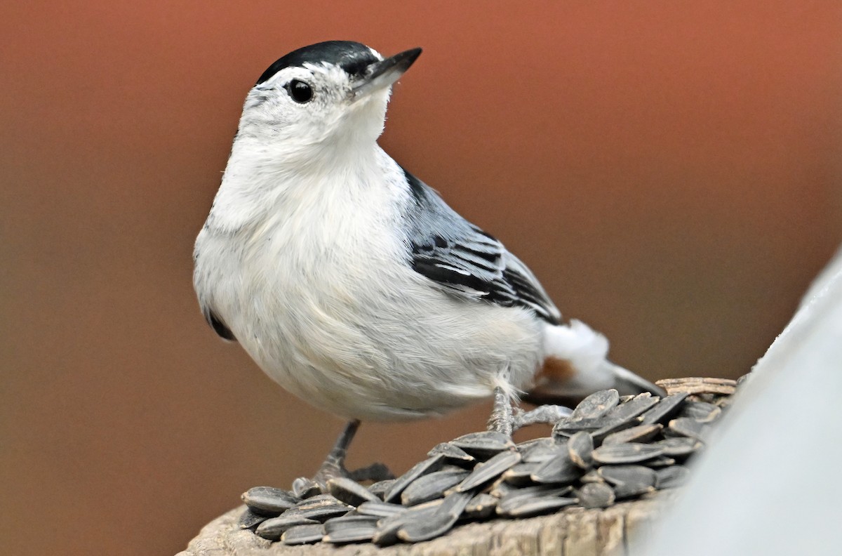 White-breasted Nuthatch - ML644432227