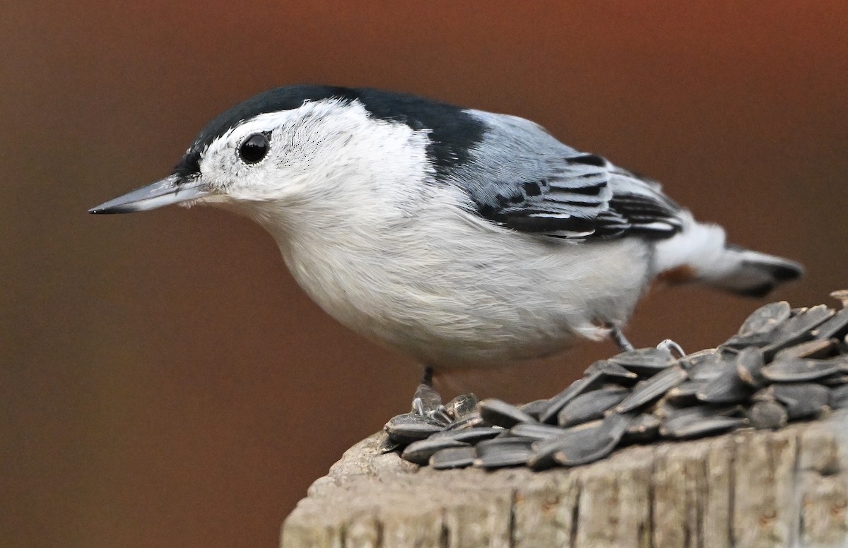 White-breasted Nuthatch - ML644432229