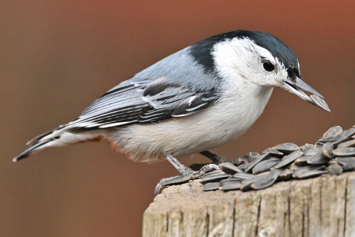 White-breasted Nuthatch - ML644432230