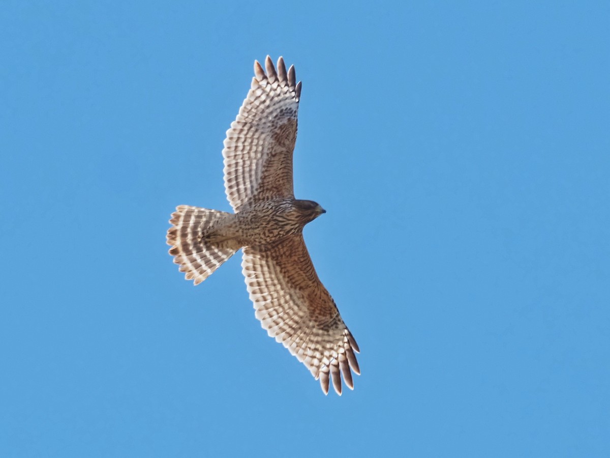 rødvingevåk - ML644432239