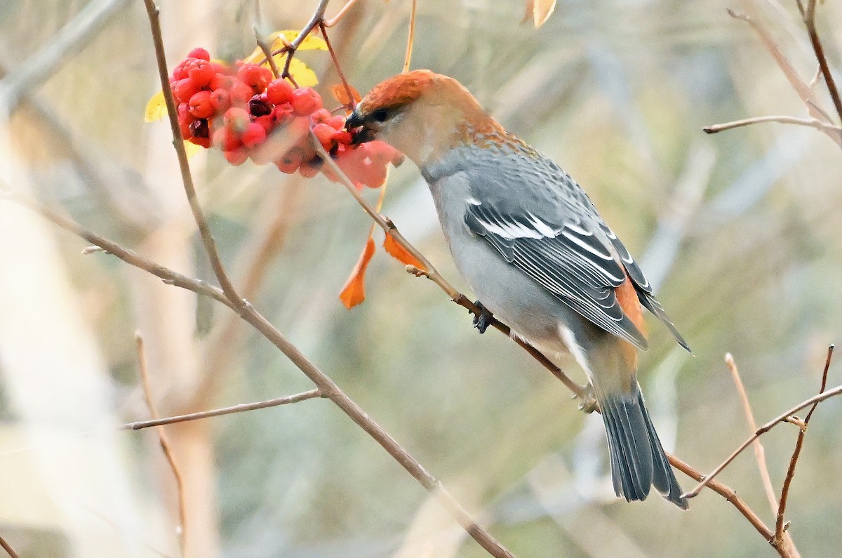 Pine Grosbeak - ML644432245