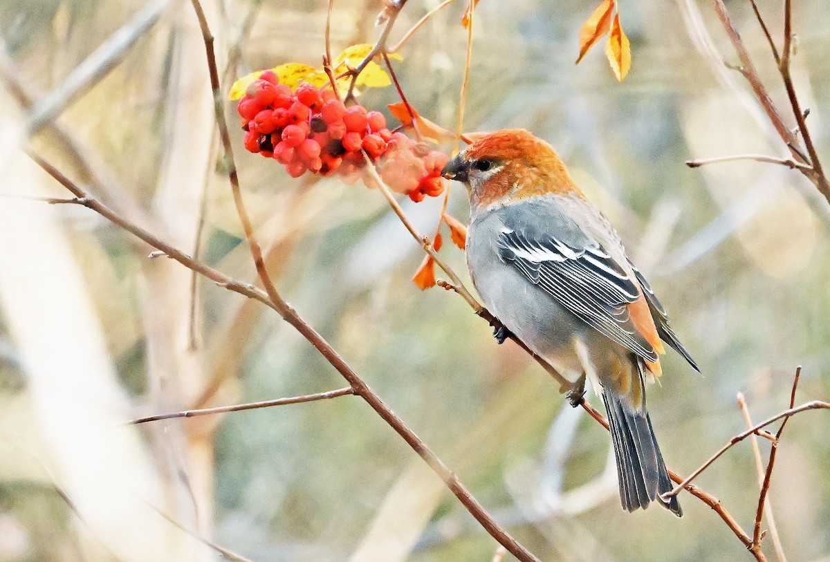Pine Grosbeak - ML644432247