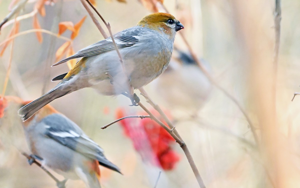 Pine Grosbeak - ML644432248