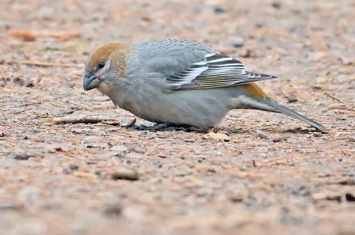 Pine Grosbeak - ML644432250