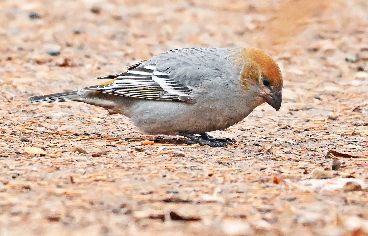 Pine Grosbeak - ML644432254
