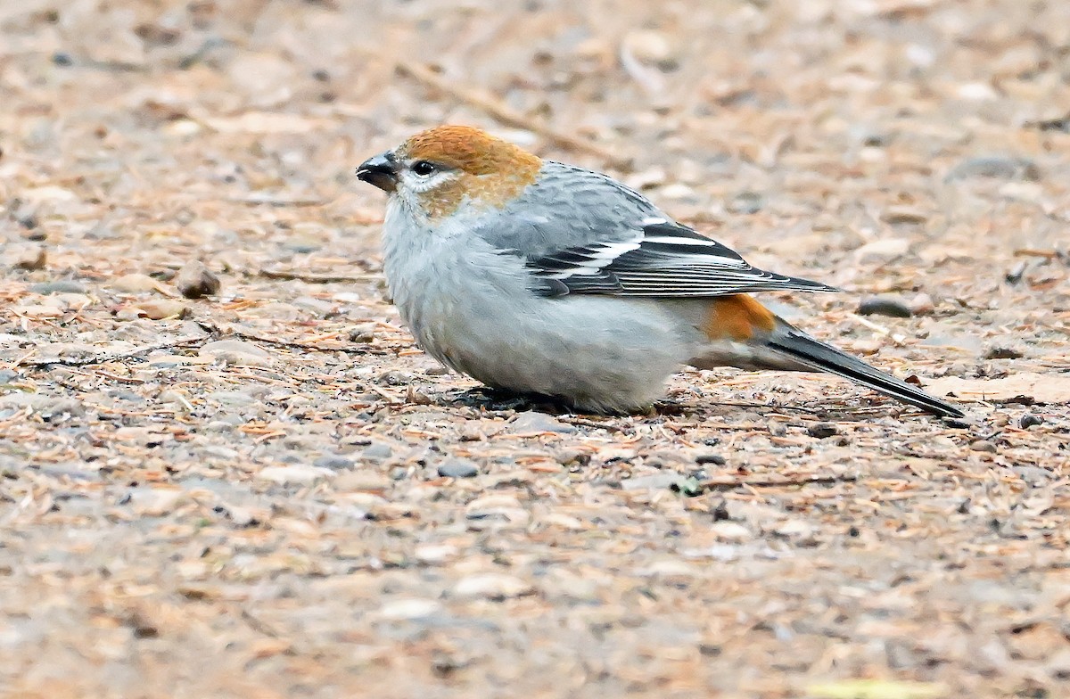 Pine Grosbeak - ML644432256