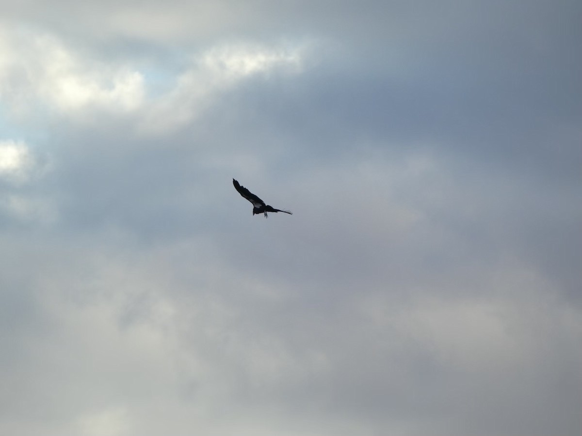 kaliforniakondor - ML644432258