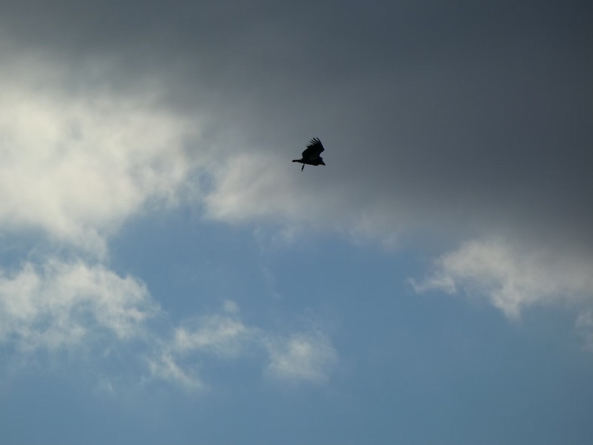 kaliforniakondor - ML644432259