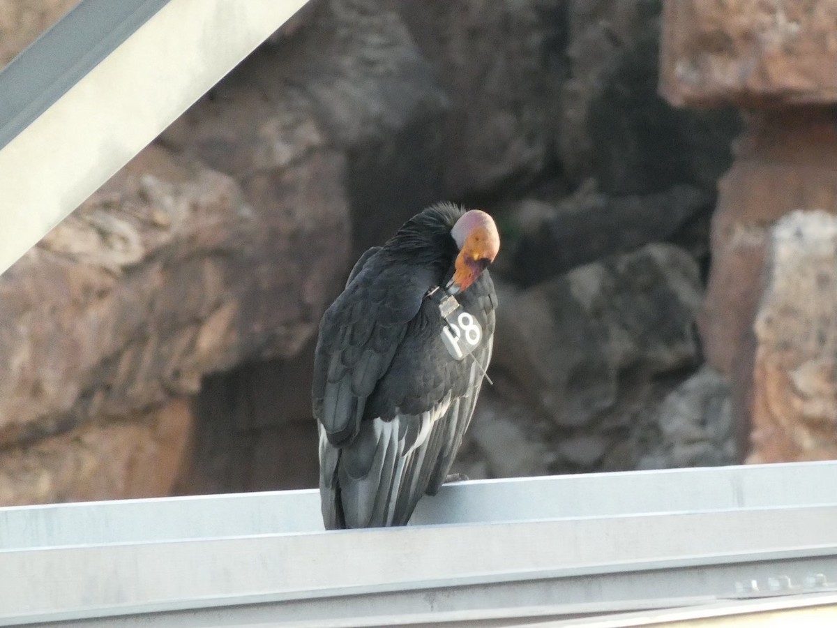 kaliforniakondor - ML644432262