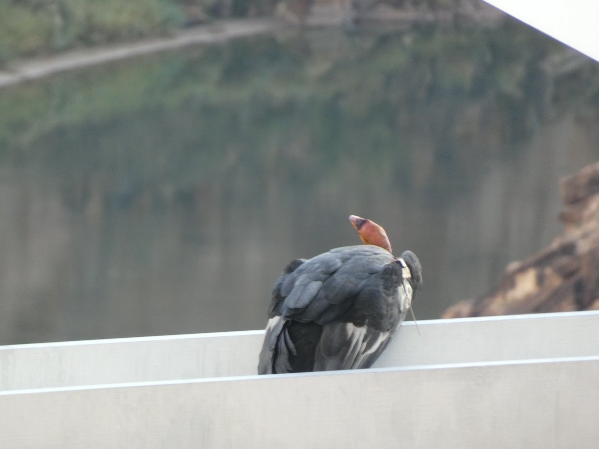 kaliforniakondor - ML644432263