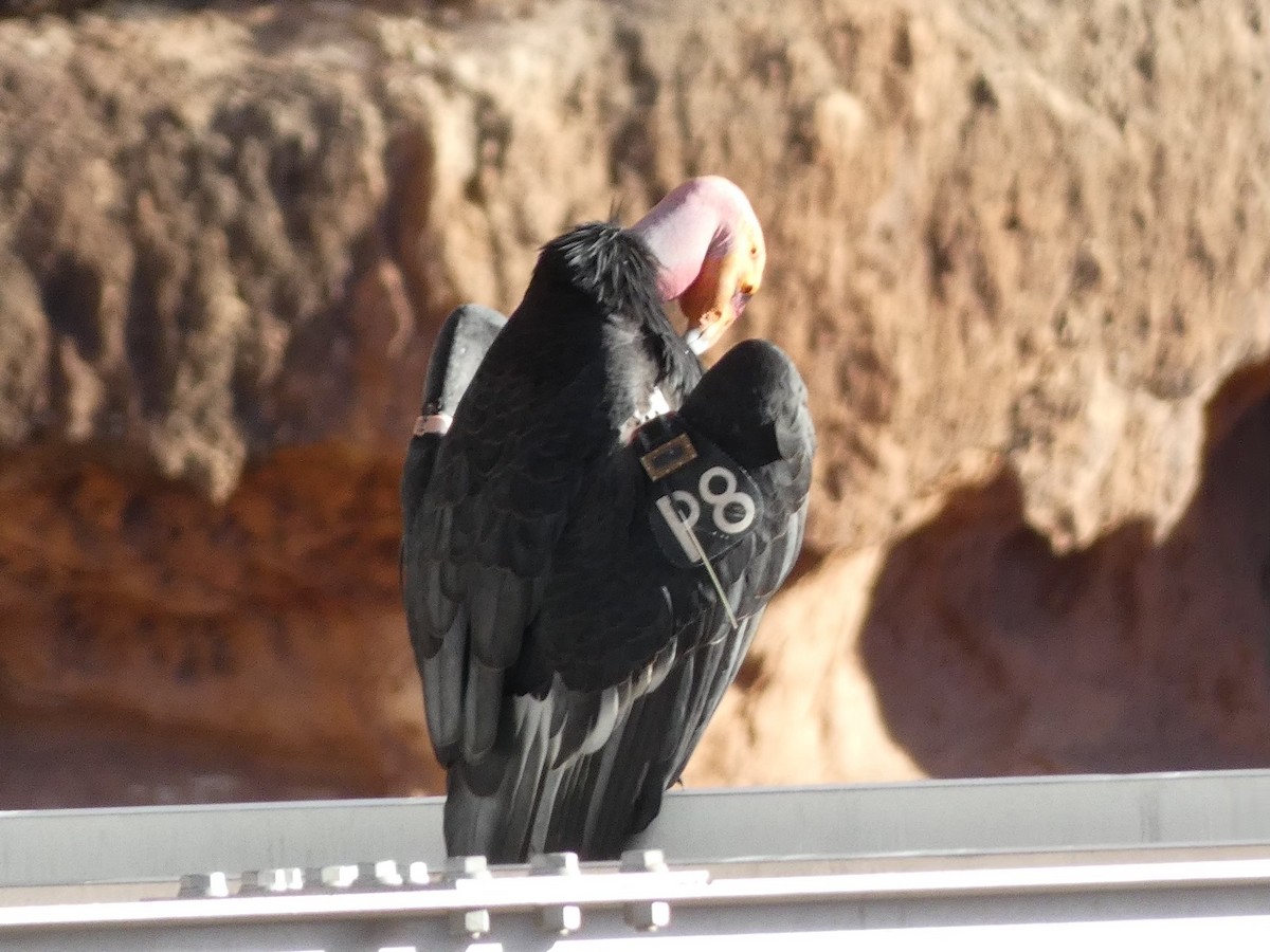 kaliforniakondor - ML644432267