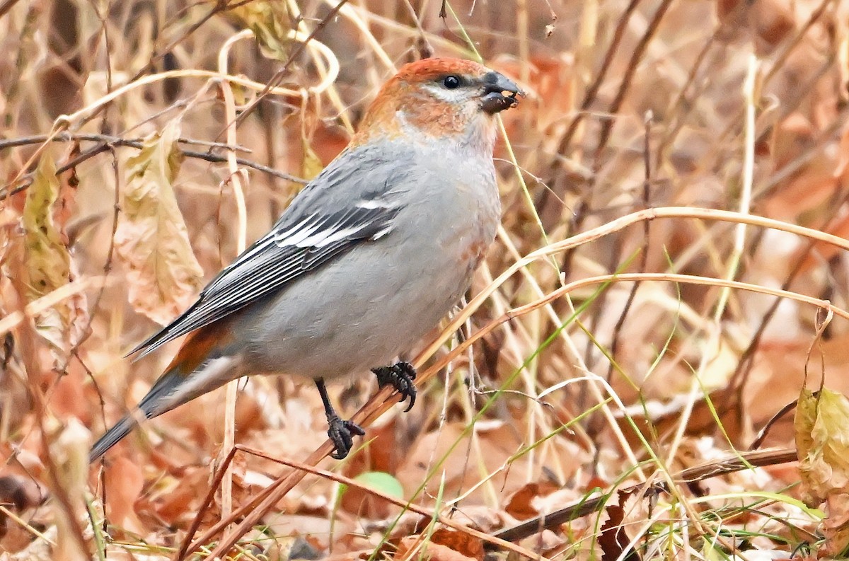 Pine Grosbeak - ML644432269