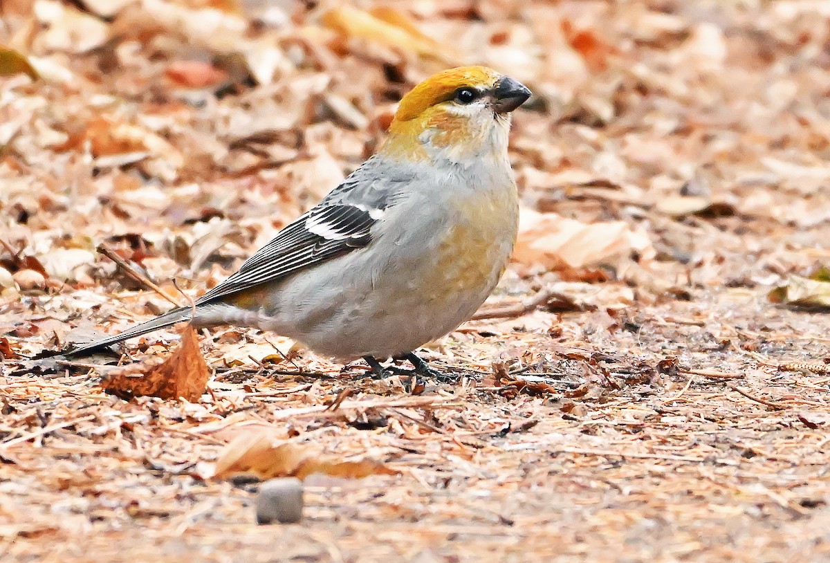 Pine Grosbeak - ML644432270