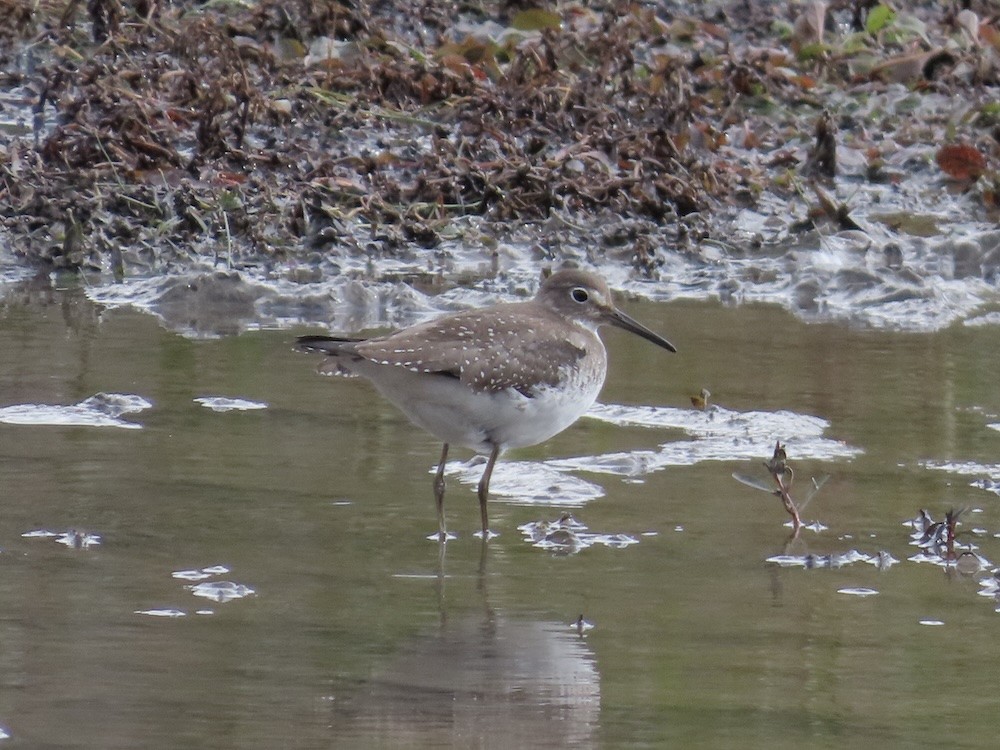 Solitary Sandpiper - ML644432275