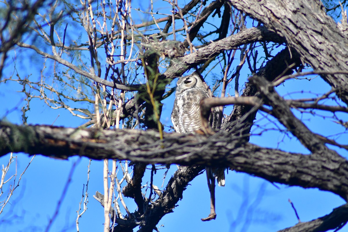 Great Horned Owl - ML644432279