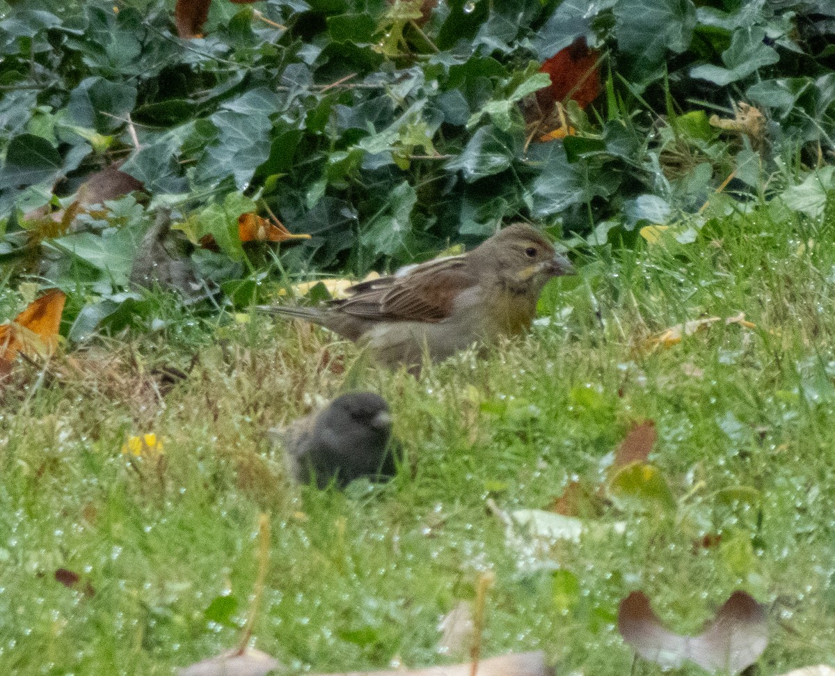 Dickcissel - ML644432282