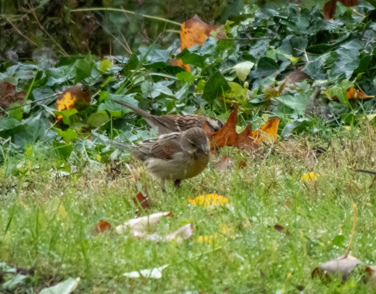 Dickcissel - ML644432283