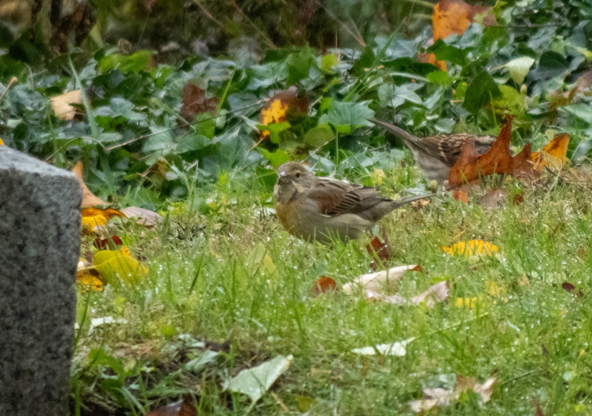 Dickcissel - ML644432284