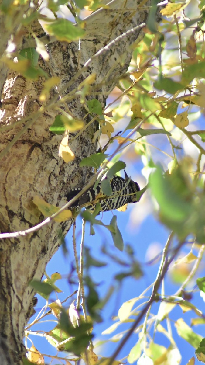 Ladder-backed Woodpecker - ML644432286