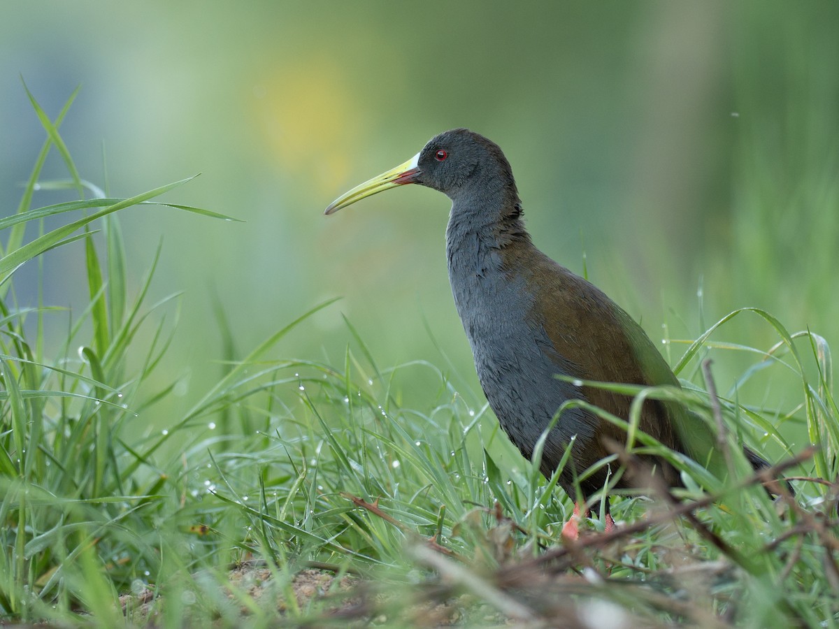 Plumbeous Rail - ML644432289