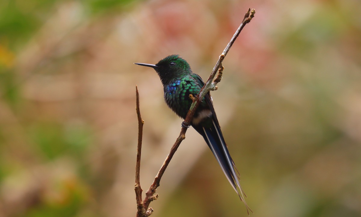 Yeşil Telkuyruk - ML644432293