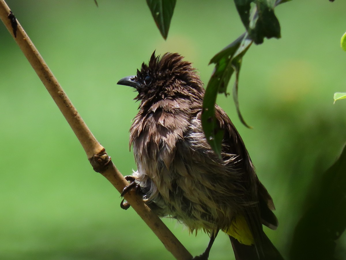 בולבול אפריקני - ML644432299
