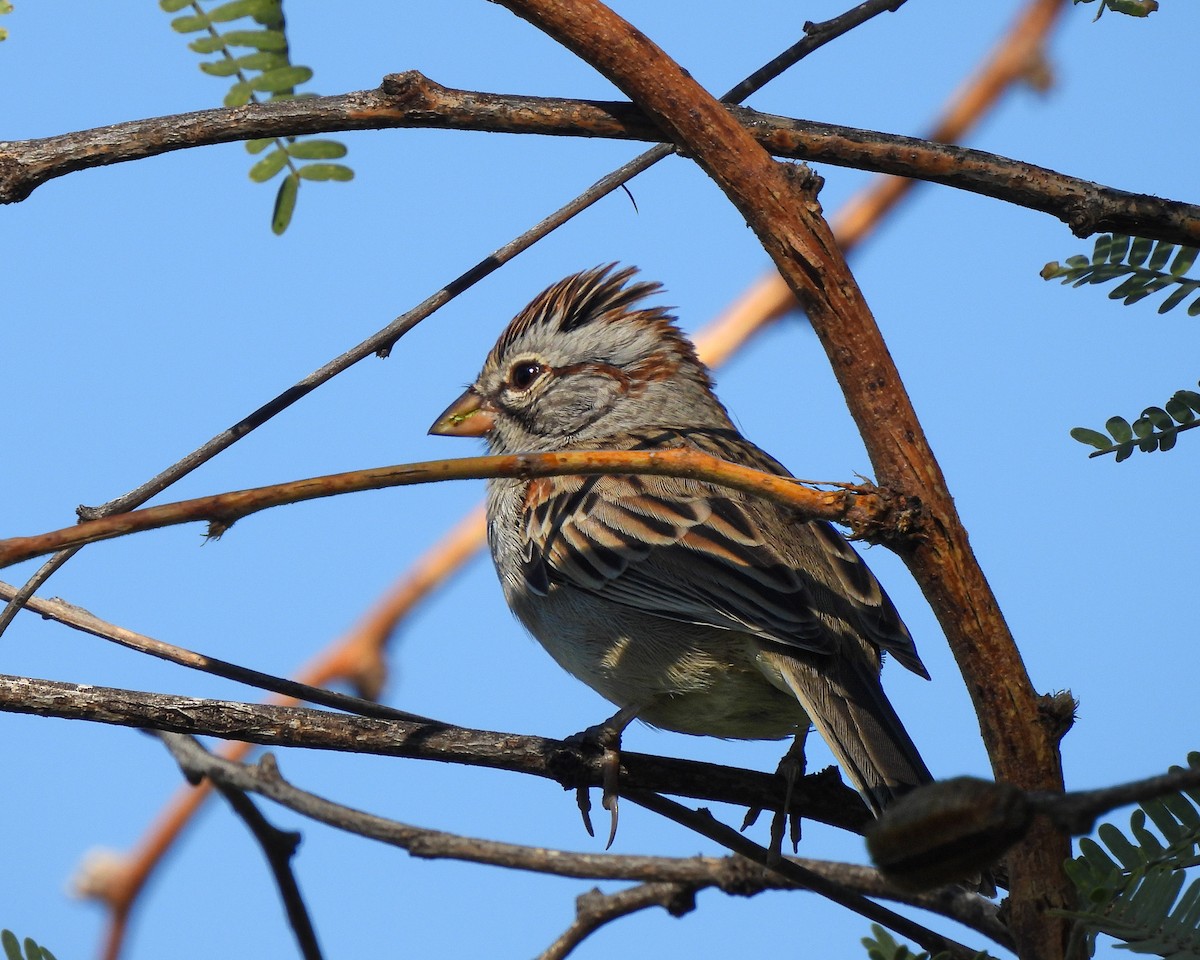 Rufous-winged Sparrow - ML644432305