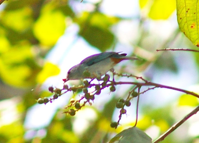 Chestnut-vented Conebill - ML64443231