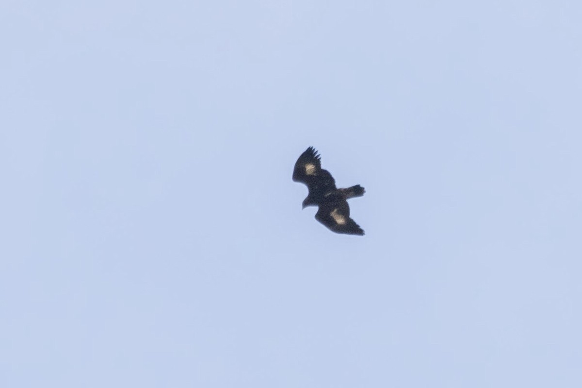 Golden Eagle - ML644432310