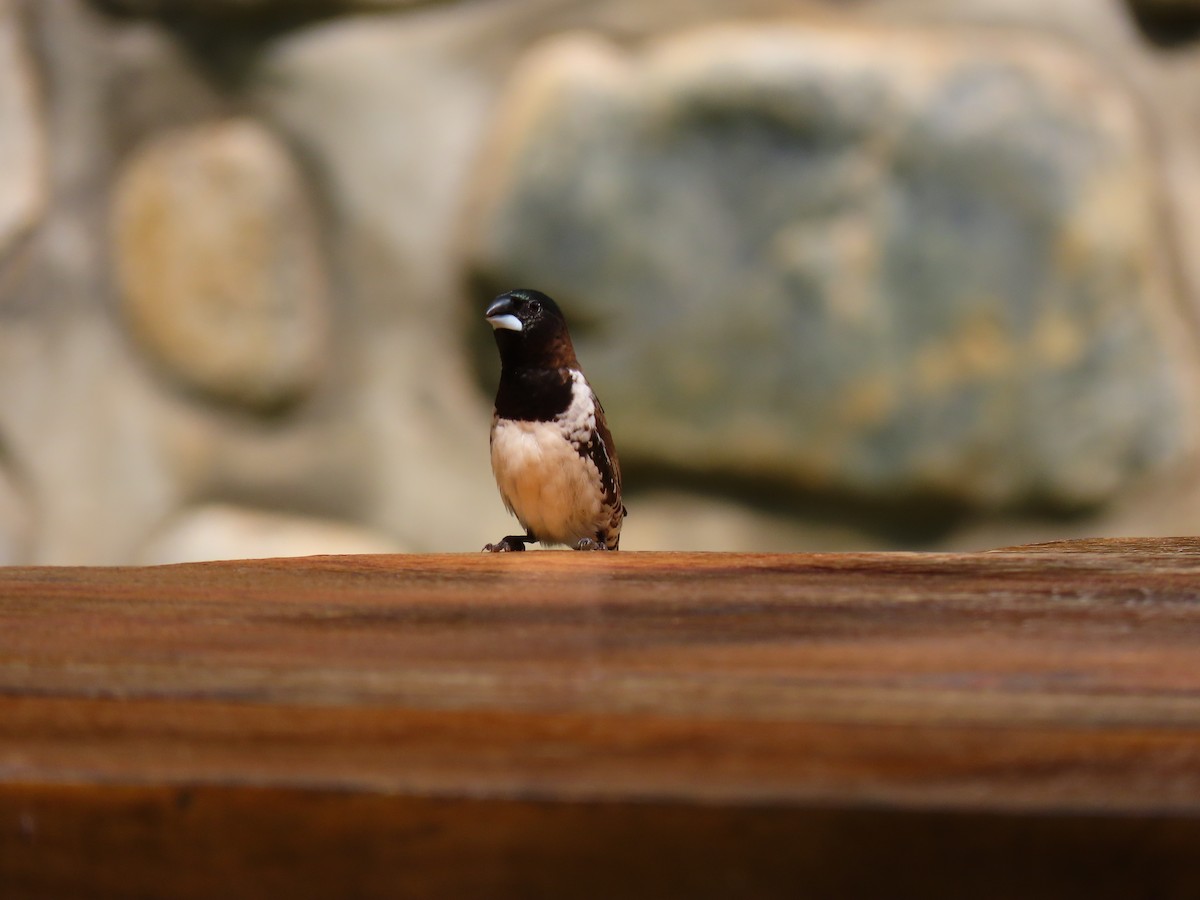 Bronze Mannikin - ML644432312