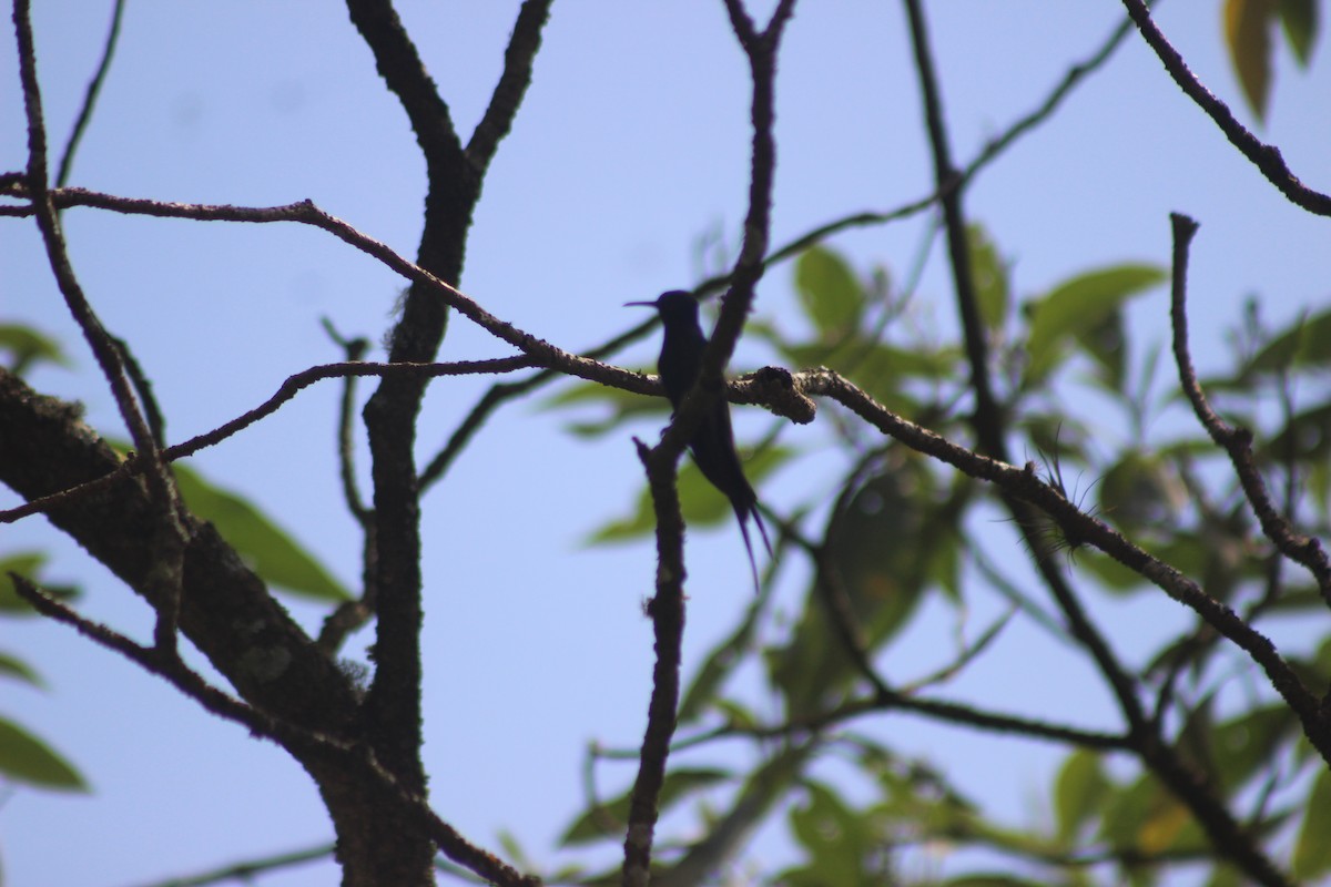 ツバメハチドリ - ML644432314