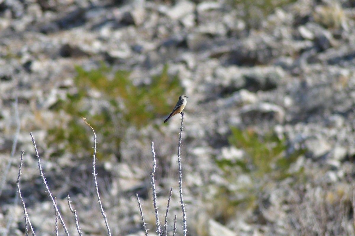 Say's Phoebe - ML644432316