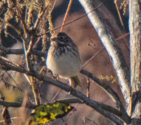 Vesper Sparrow - ML644432320