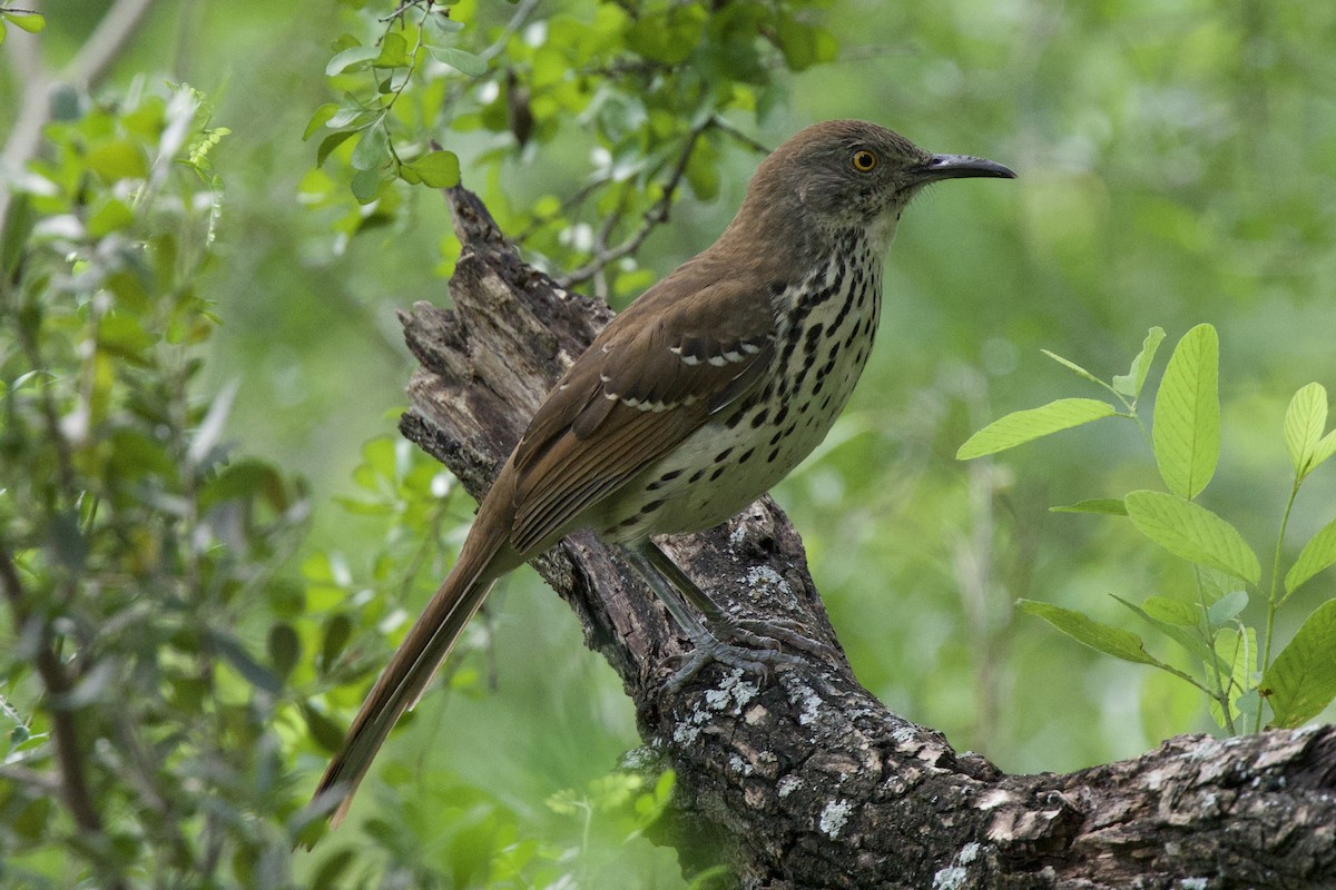 Long-billed Thrasher - ML644432330