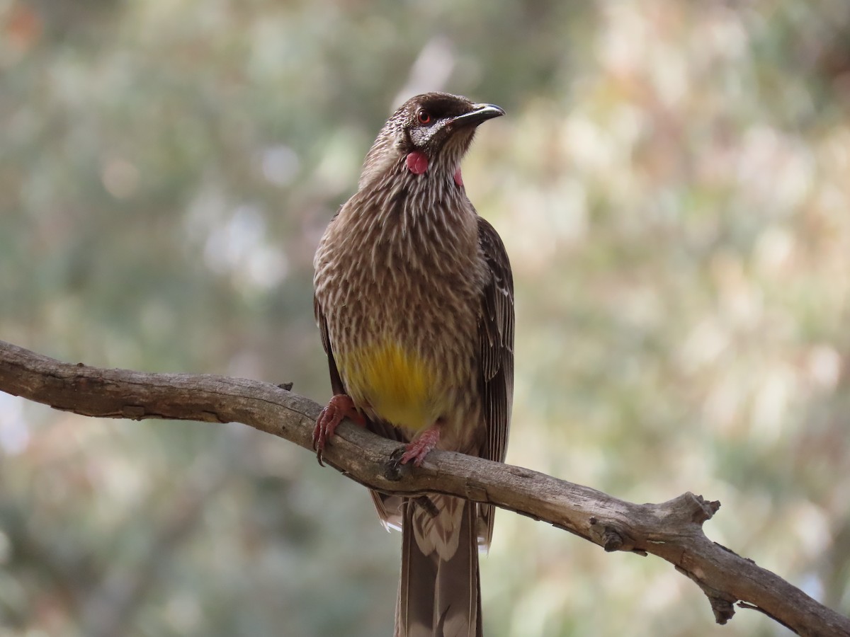 Red Wattlebird - ML644432338