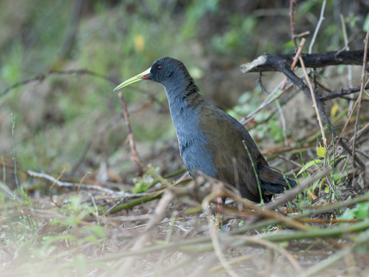 Plumbeous Rail - ML644432340