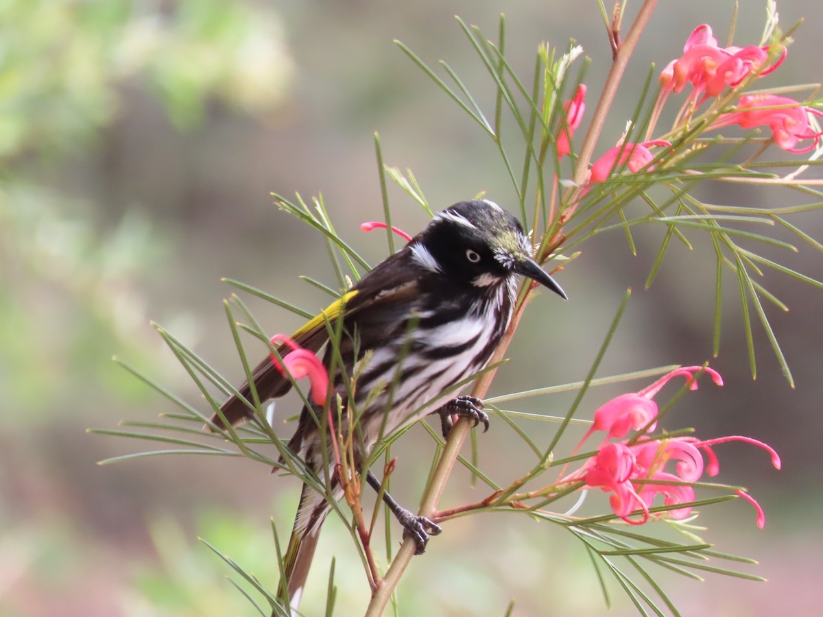 Weißaugen-Honigfresser - ML644432352