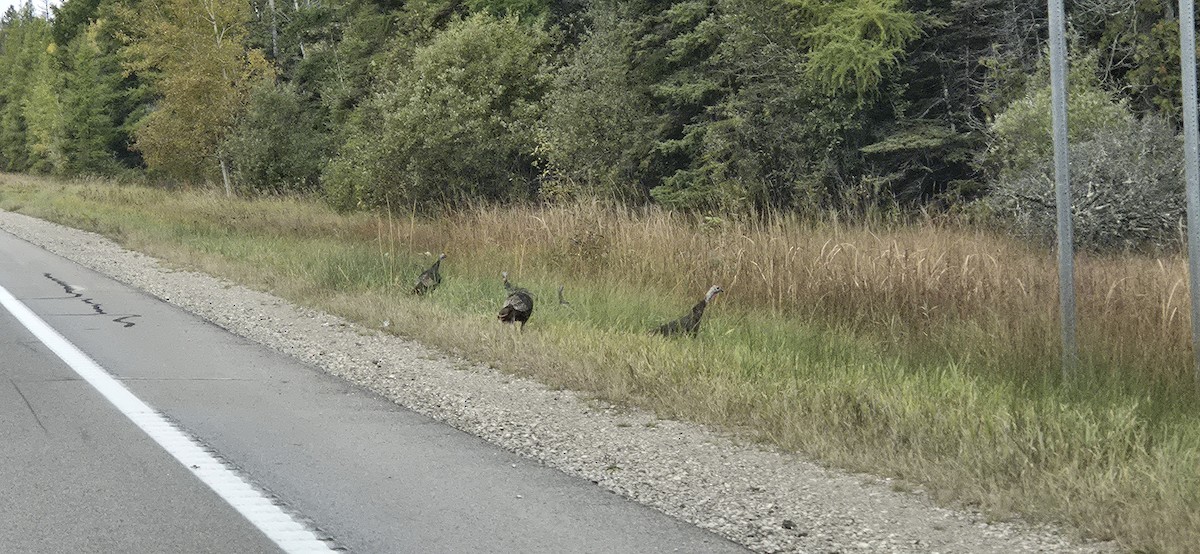 シチメンチョウ - ML644432367